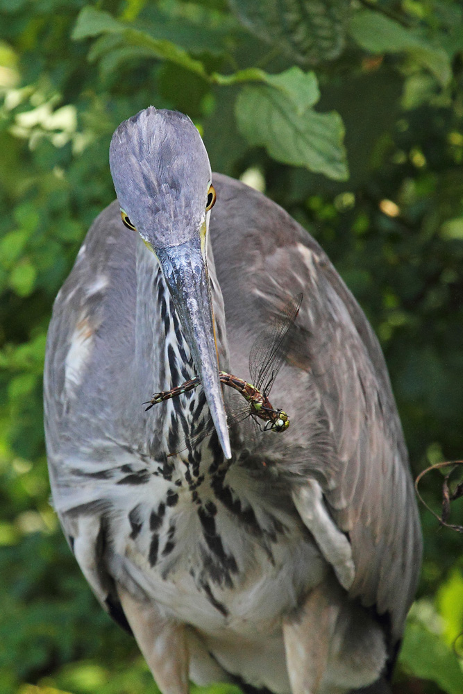 Libellen-Reiher