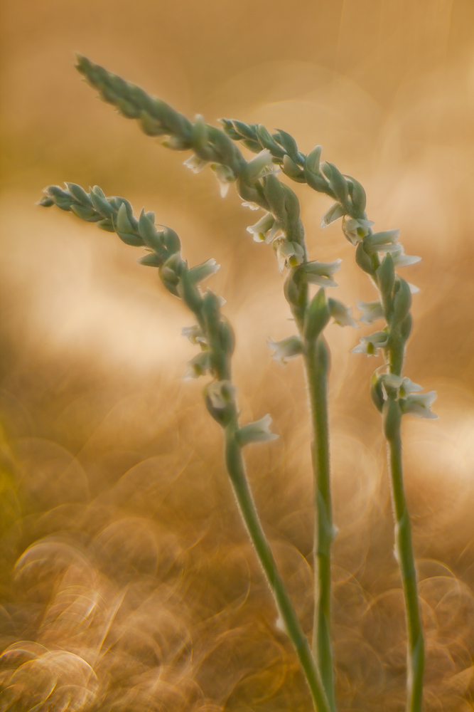 Herbst-Wendelorchis im Licht