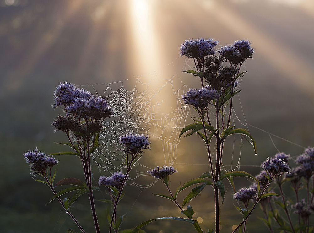 Spätsommermorgen IV