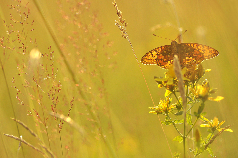 Sommerbild