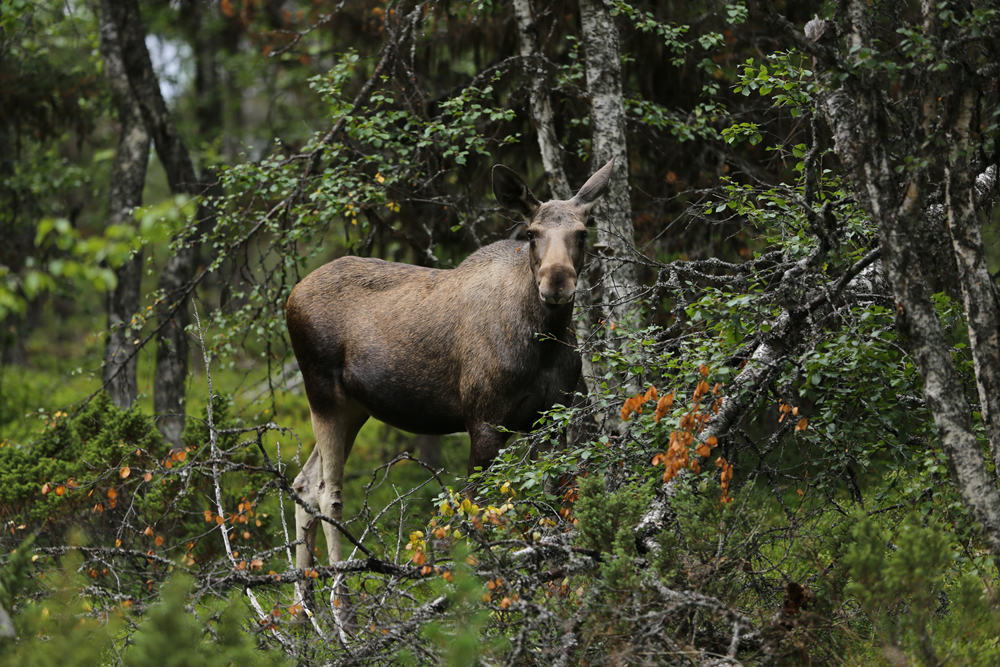 Elch im schwedischen Nationalpark Sonfjället