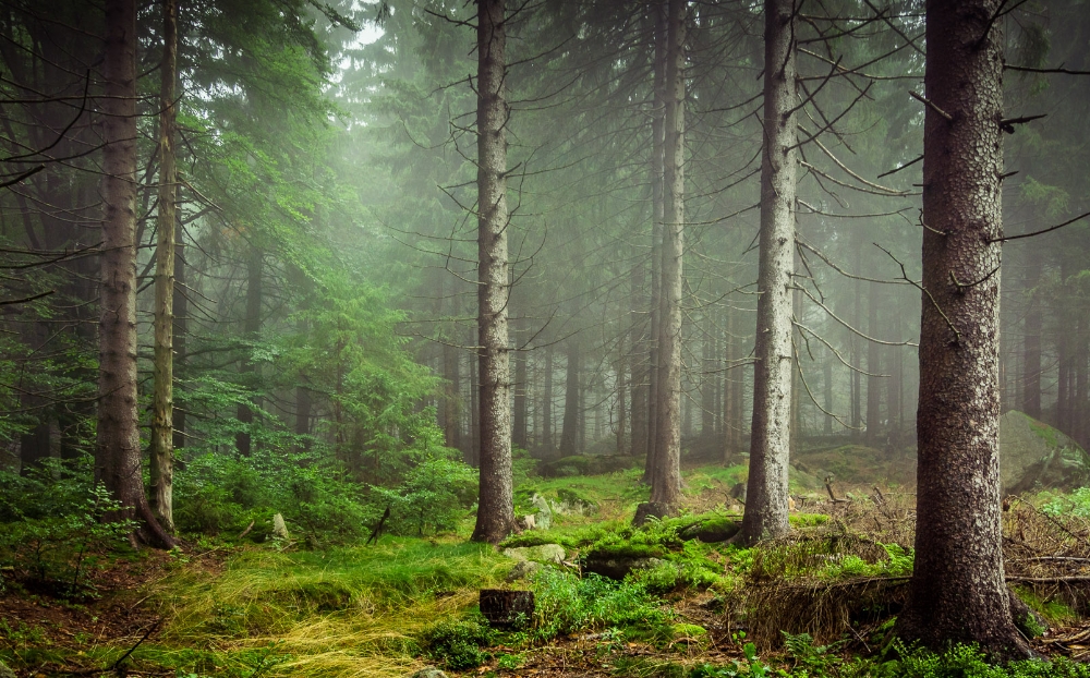 Nebel in der Fichtenmonokultur
