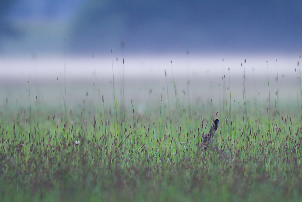 Der Nebel und der Hase