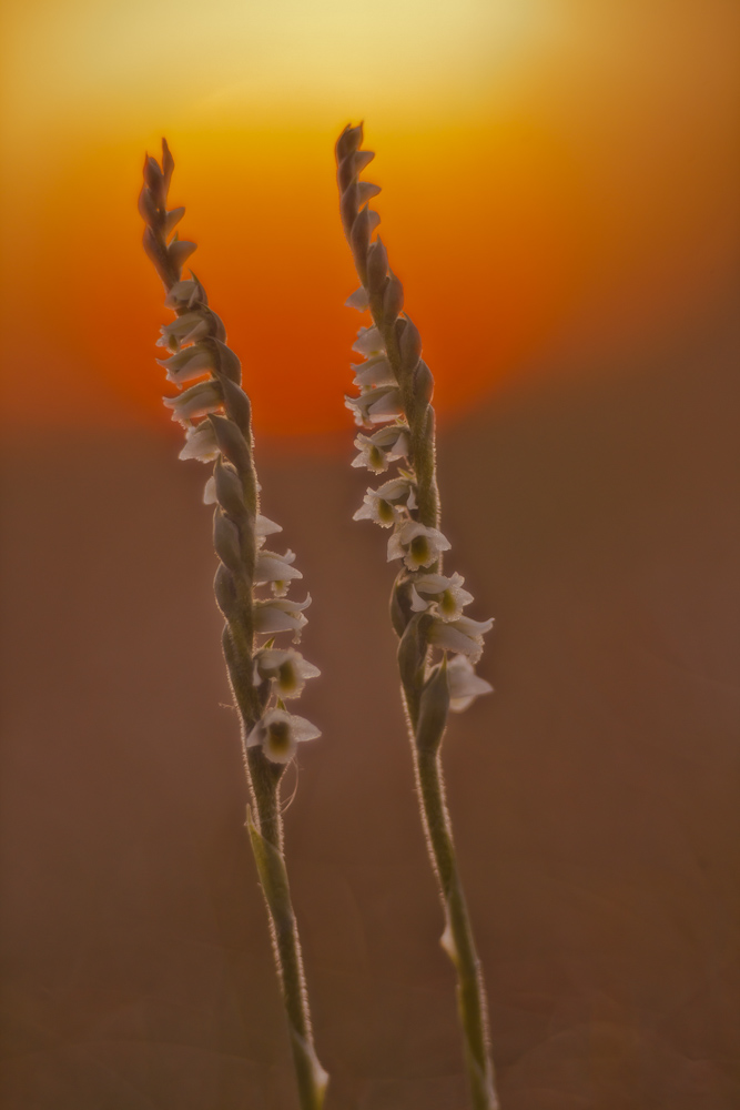 Hersbt-Wendelorchis IV