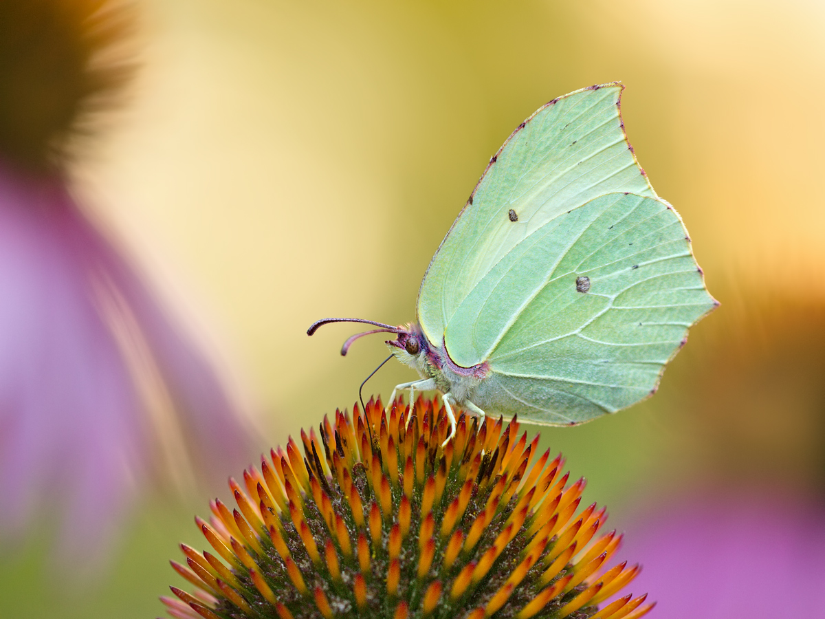 Buntes aus dem Garten