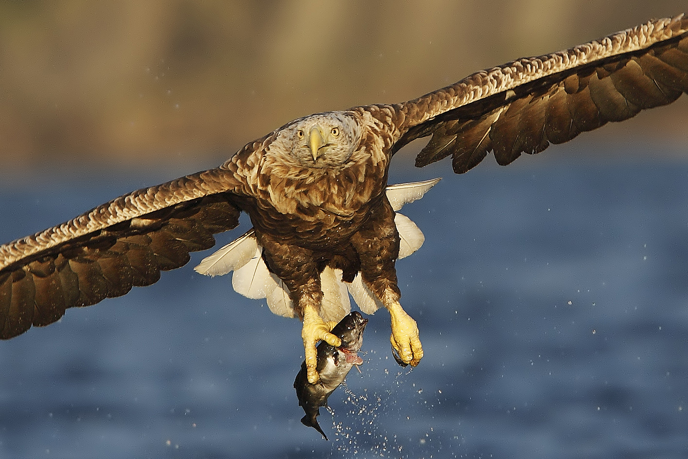 Seeadler mit Beute