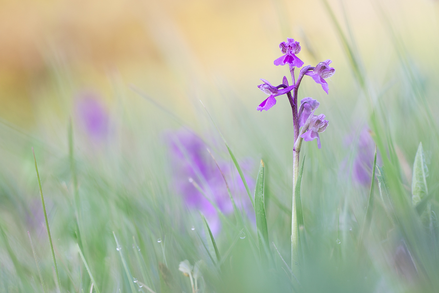 Anacamptis morio