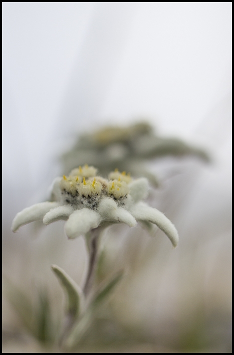 Edelweiss