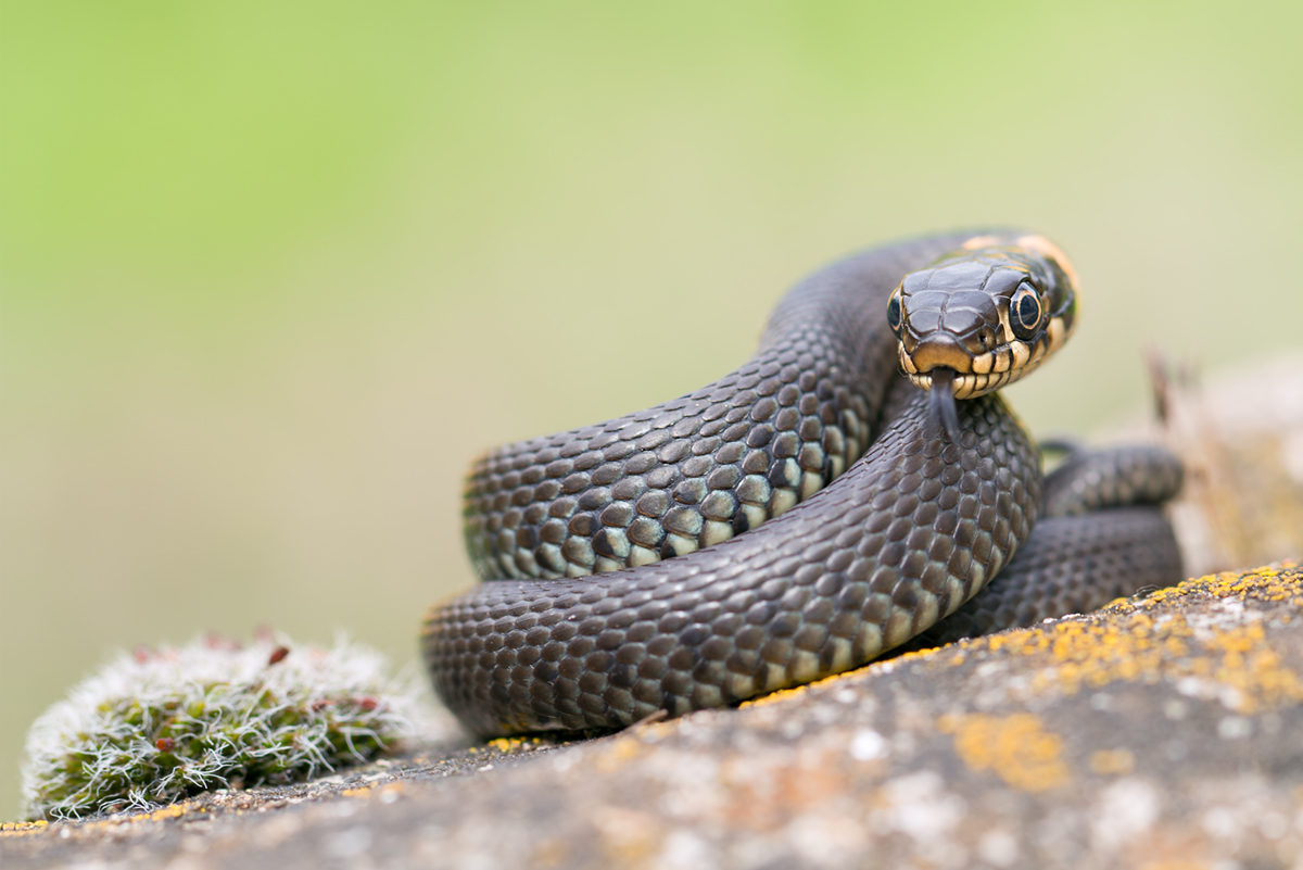 Wunschmotiv > Natrix natrix