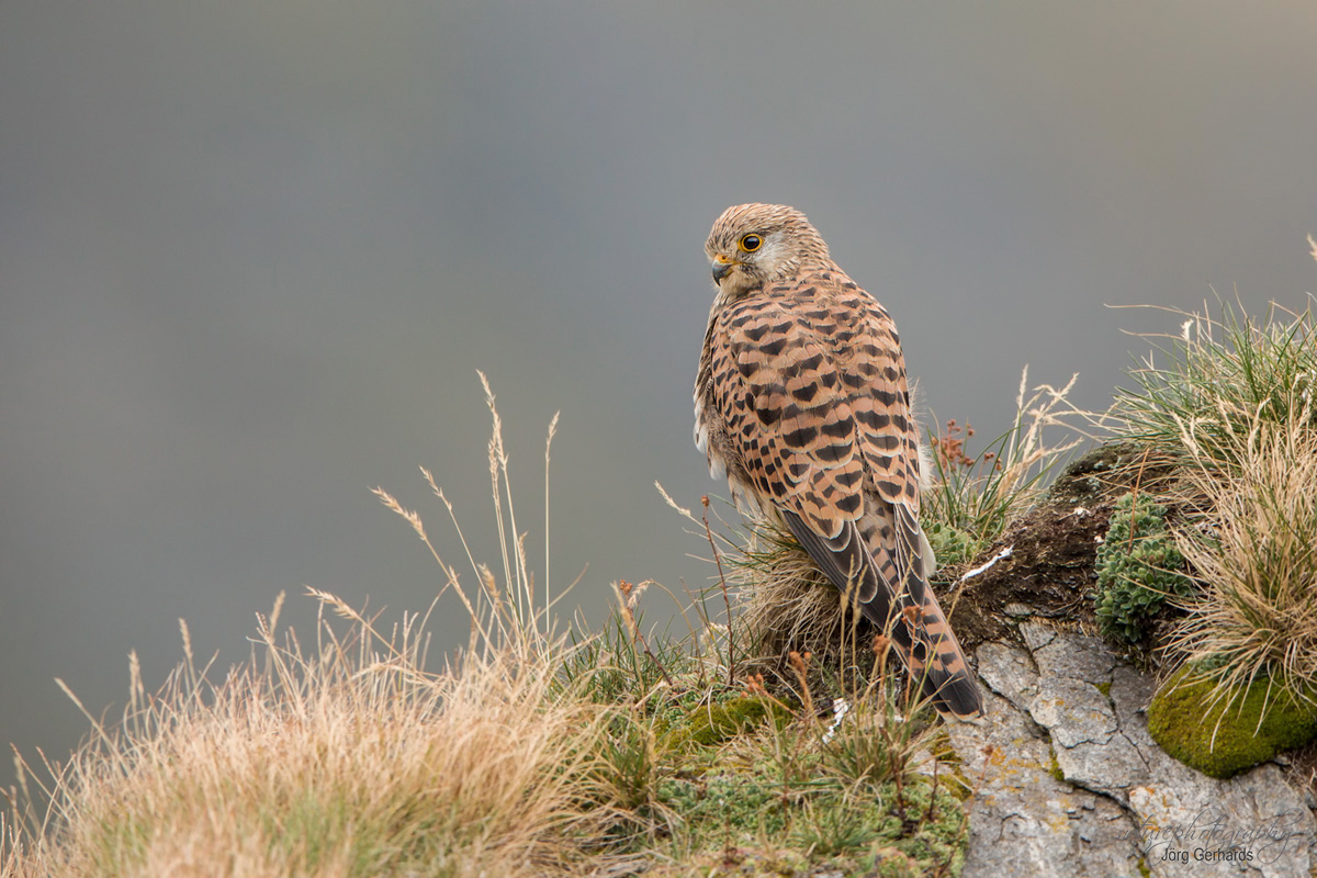 Turmfalke auf 2300m.ü.M.