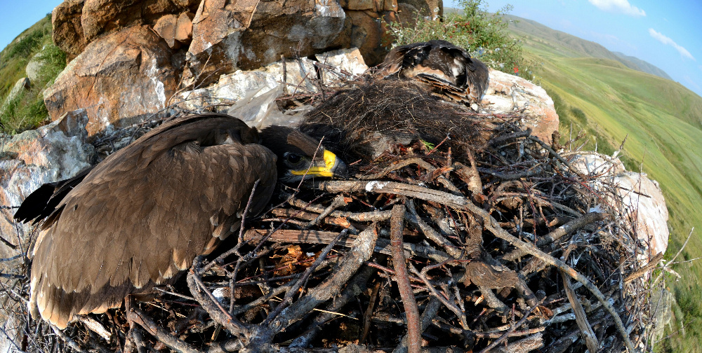 Steppenadler ( Aquila nipalensis)