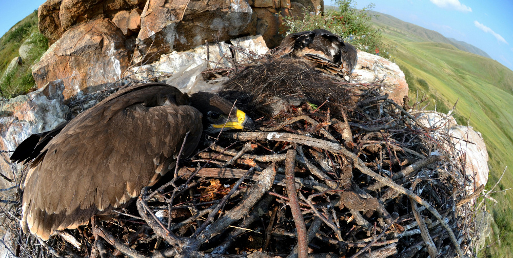 Steppenadler ( Aquila nipalensis)