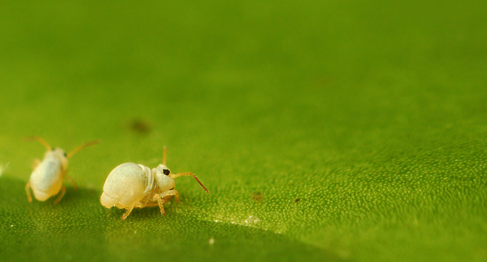 falten im nacken ... (kugelspringer - max. 1 millimeter lang - nd)