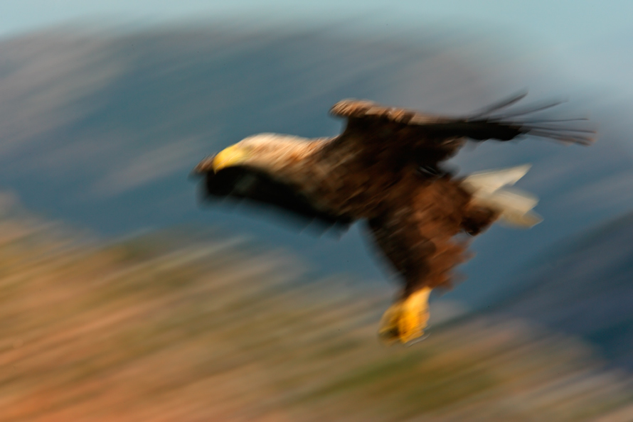 Seeadler vor Norwegens Küste