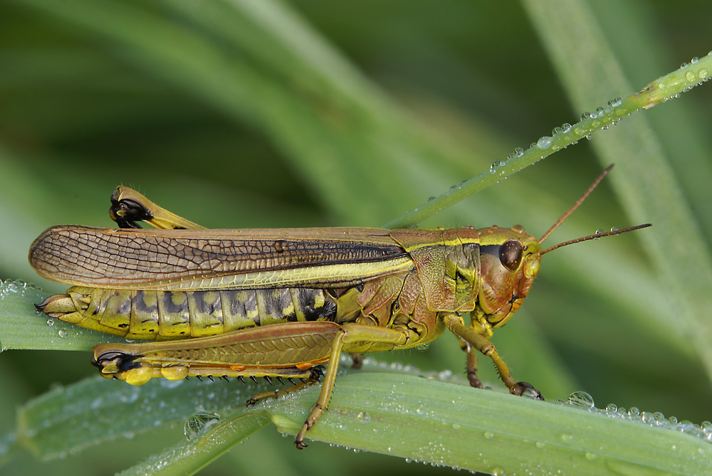 Weibchen der Sumpfschrecke (Mecosthetus grossus)