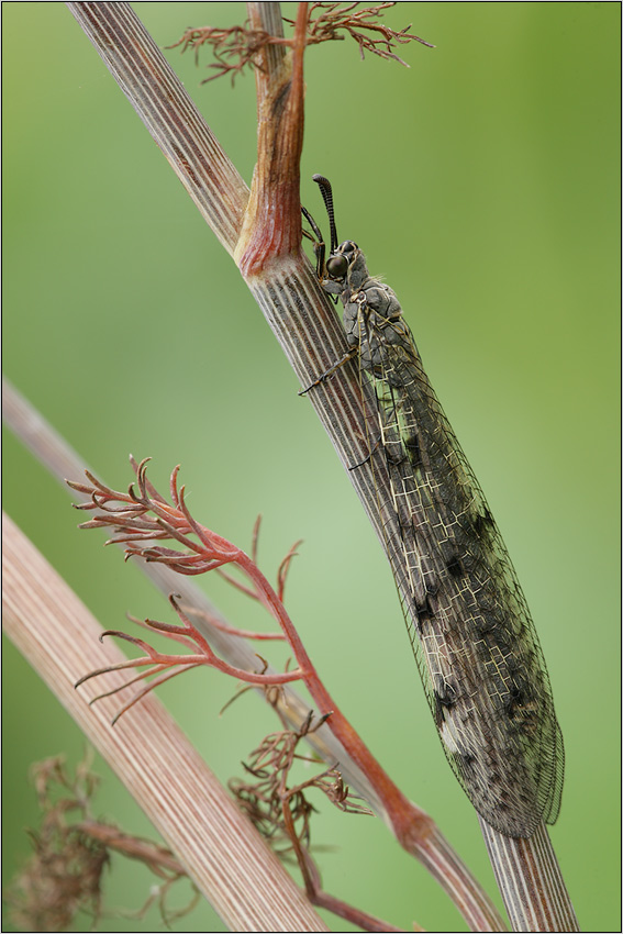 Ameisenjungfer (Myrmeleon europaeus)