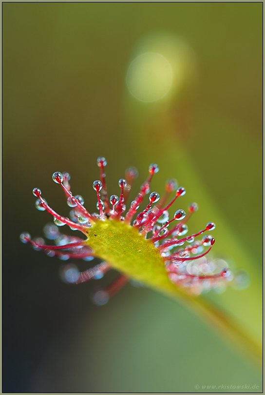 Mittlerer Sonnentau *Drosera intermedia*