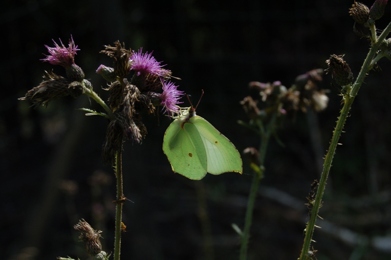 Zitronenfalter auf Blüte