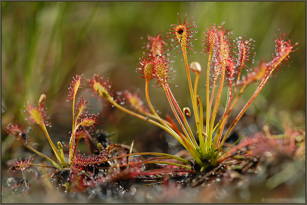 Mittlerer Sonnentau *Drosera intermedia*