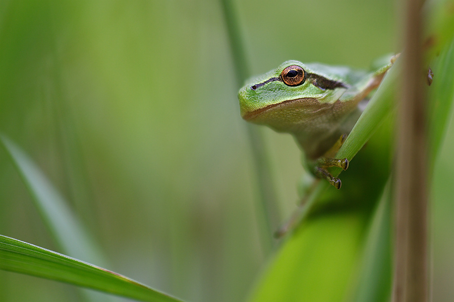 Kleiner Laubfrosch auf Ausguck