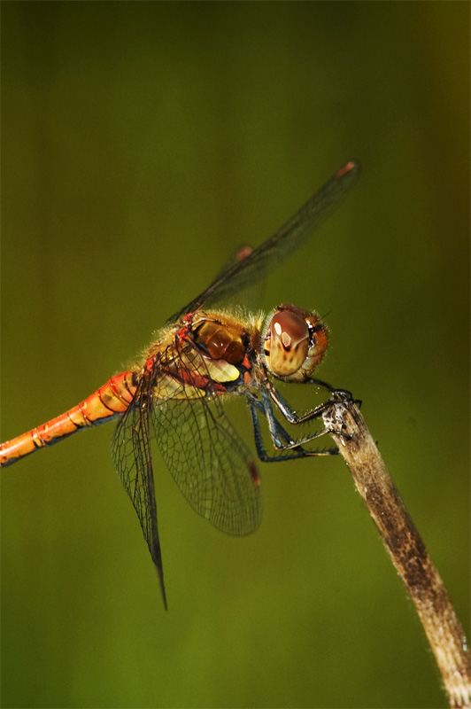 Blutrote Heidelibelle (Sympetrum sanguineum)