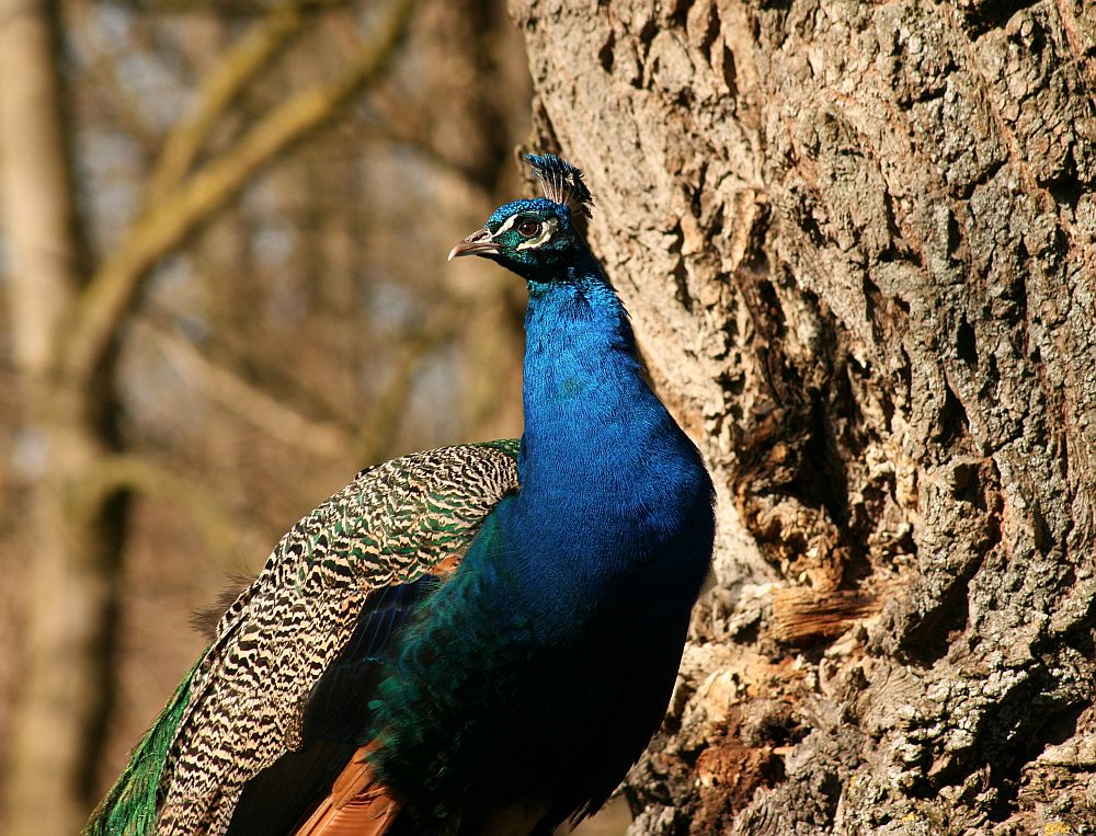Pfau beim Kontrollieren seines Reviers