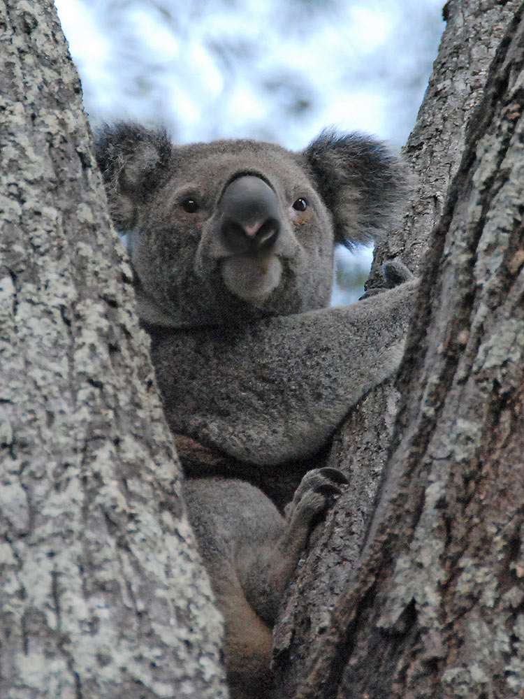 koala