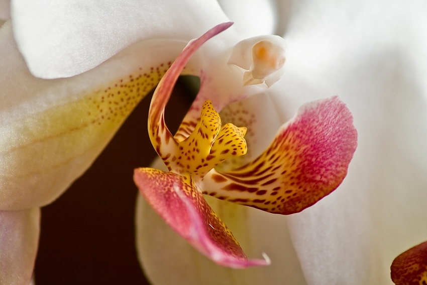 Orchidee