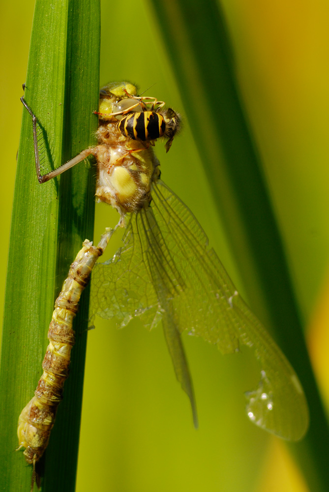 Wespe frisst Libelle
