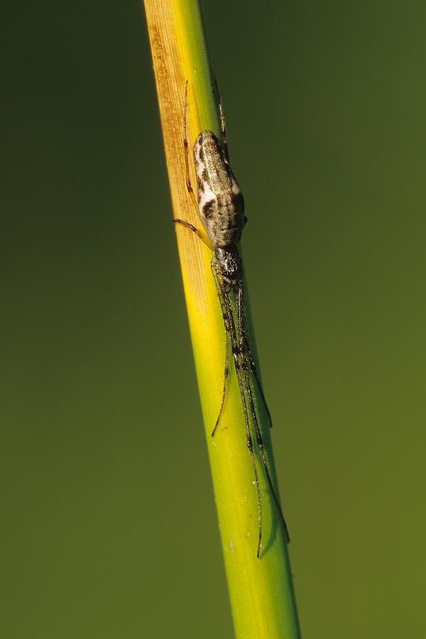 Gemeine Streckerspinne (Tetragnatha extensa)