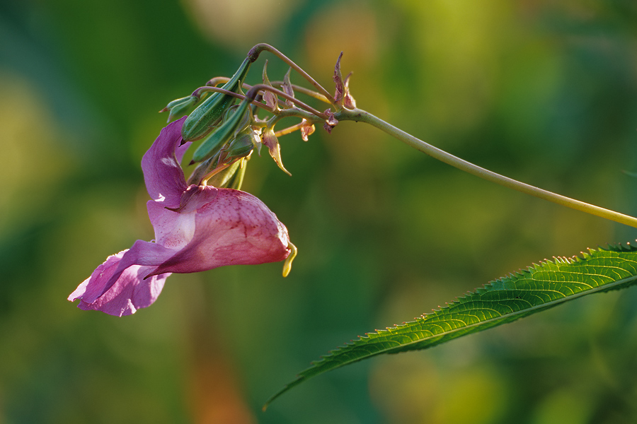 Blüte und Früchte vom Drüsigen Springkraut (Impatiens glandulifera)