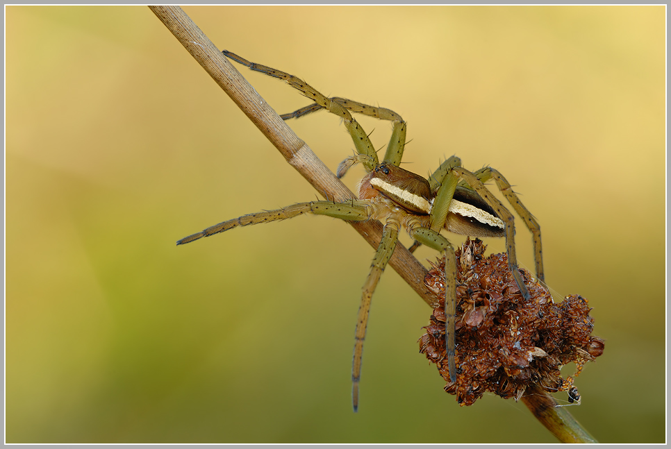 Gerandete Jagdspinne (Dolomedes fimbriatus)