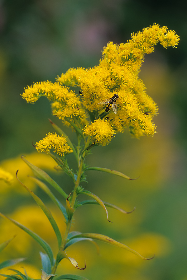 Kanadische Goldrute mit Sumpfschwebfliege