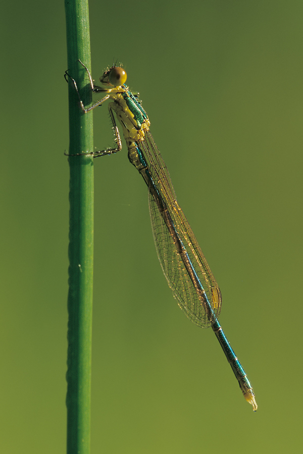 Gemeine Weidenjungfer (Chalcolestes viridis)