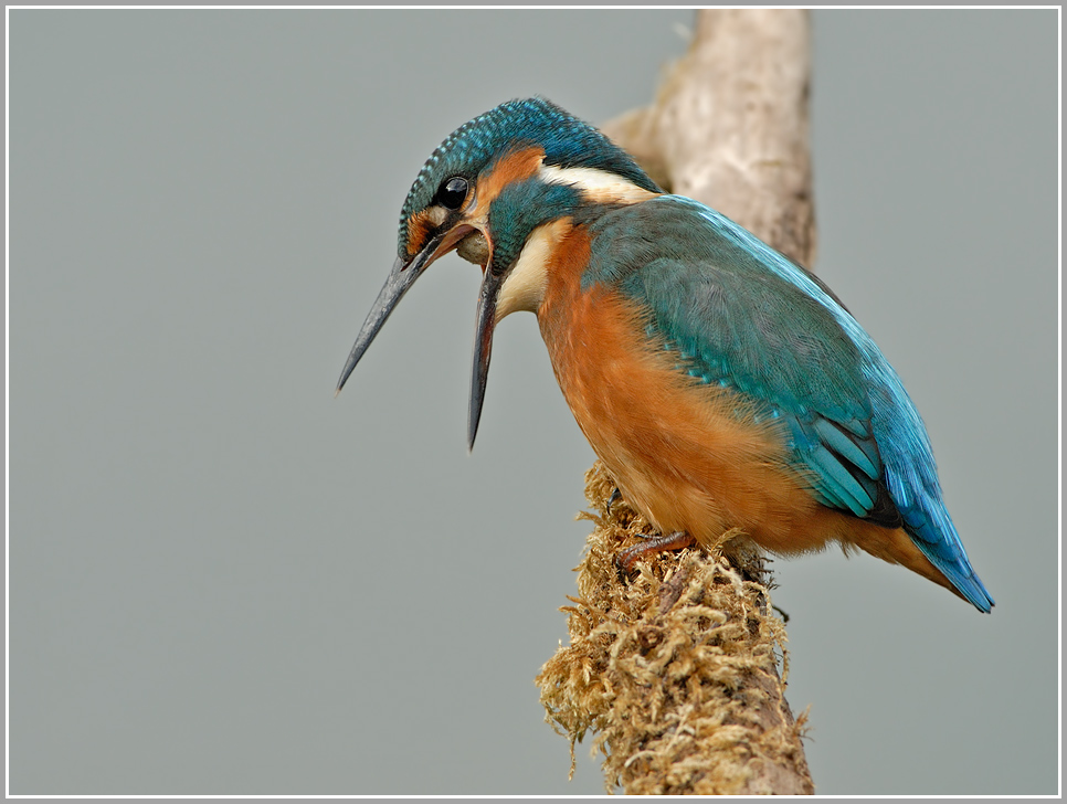Eisvogel