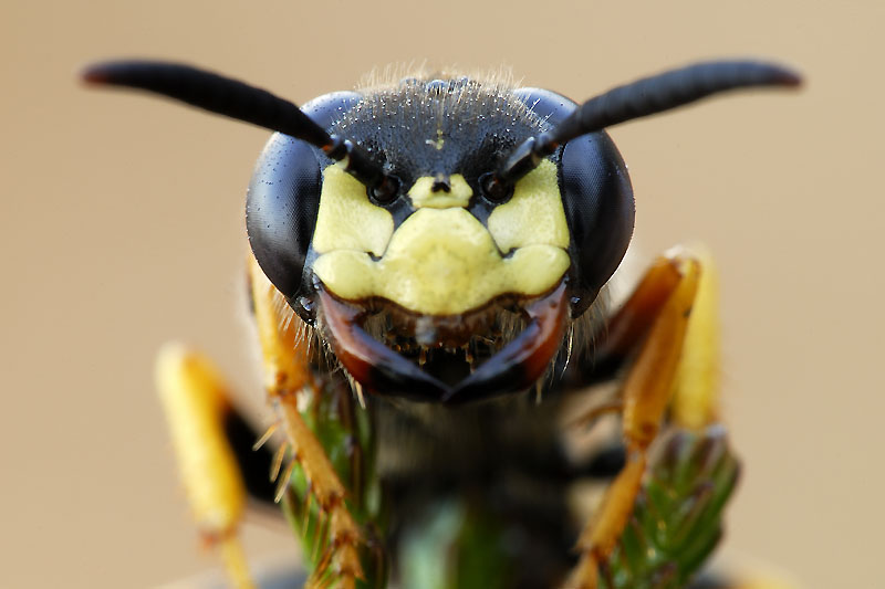 Philanthus triangulum