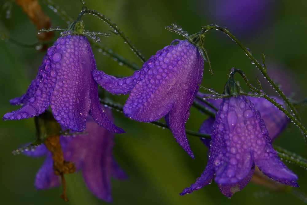 Blaue Glockenblumenstunde