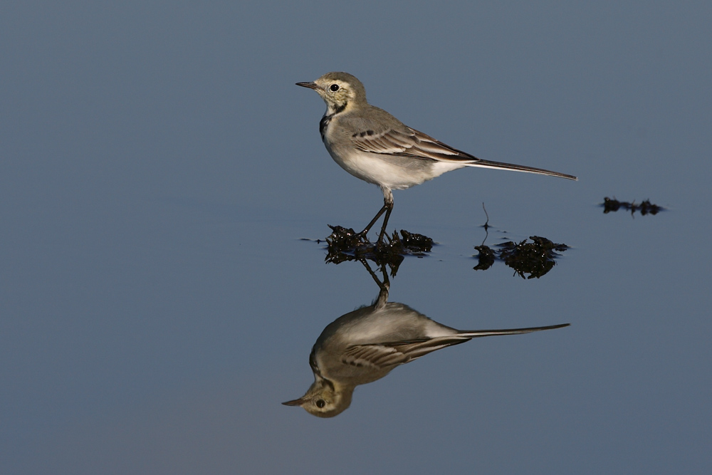 Bachstelze im Spiegelbild