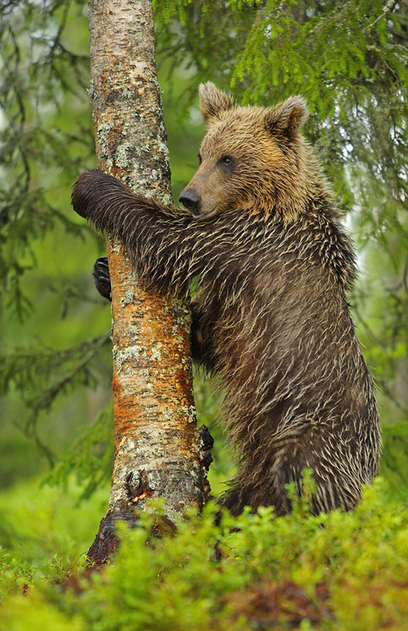 Bär und Baum