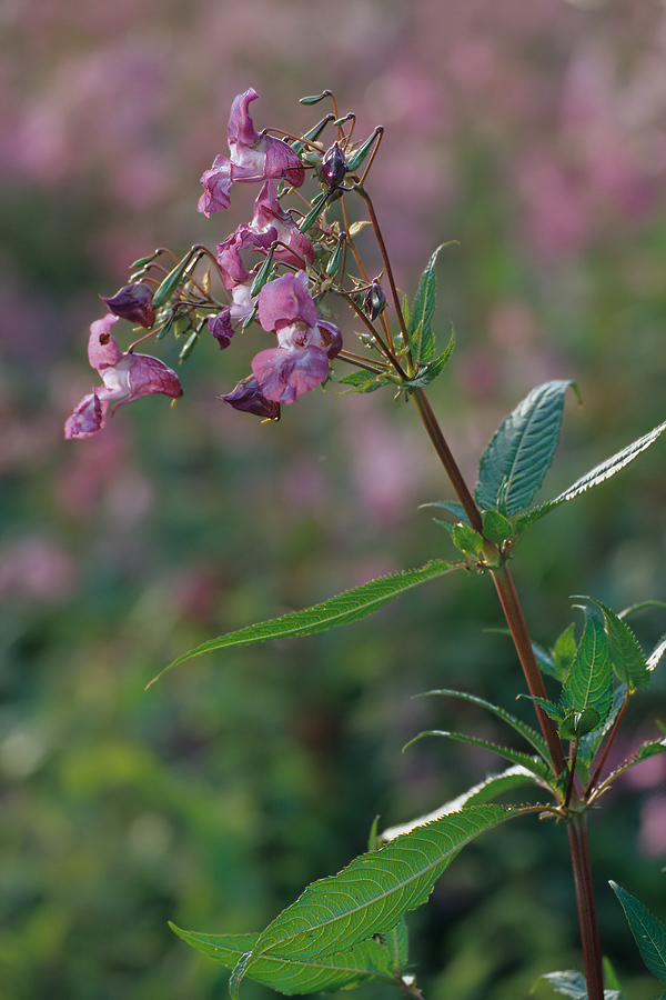 Drüsiges Springkraut Impatiens glandulifera