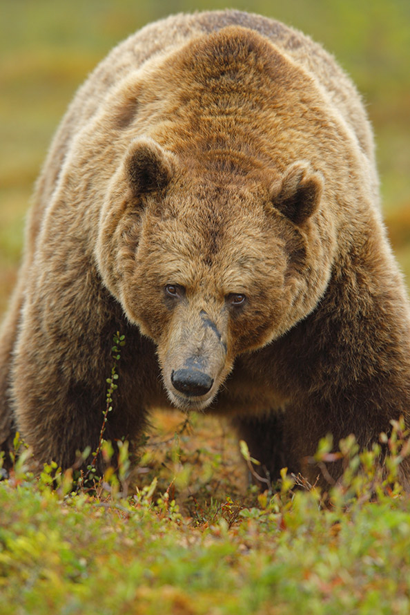 Bodari, der gefallene König