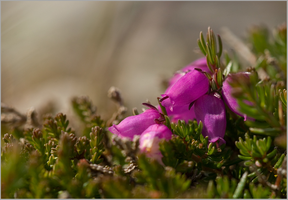 Glockenheide ?