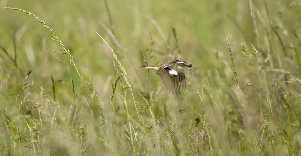 Braunkelchen bei der Futtersuche-ND