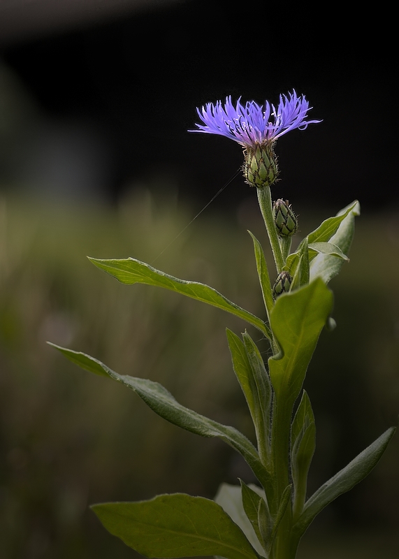 Kornblume