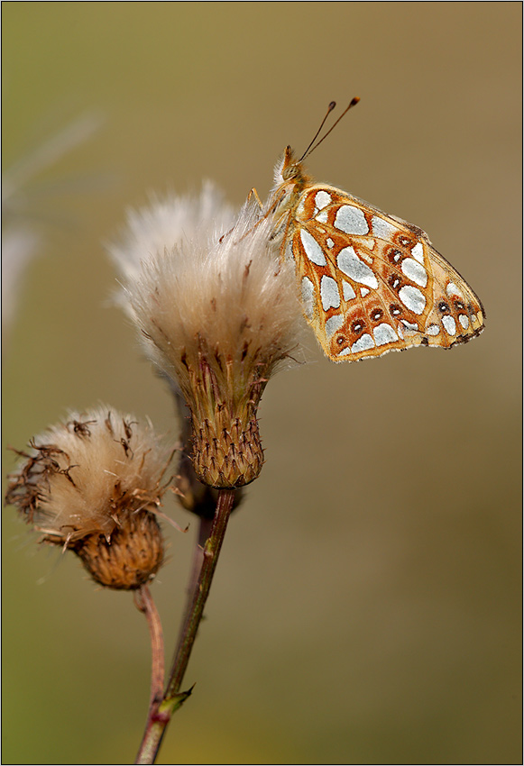 Kleiner Permutterfalter (Issoria lathonia)