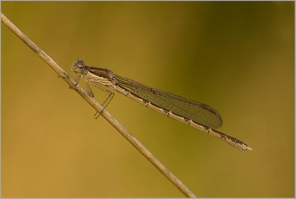 Gemeine Winterlibelle (Sympecma fusca)