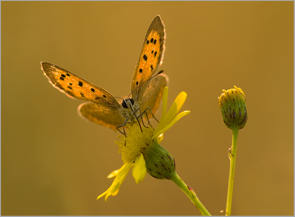 Kleiner Feuerfalter (Lycaena phlaeas)