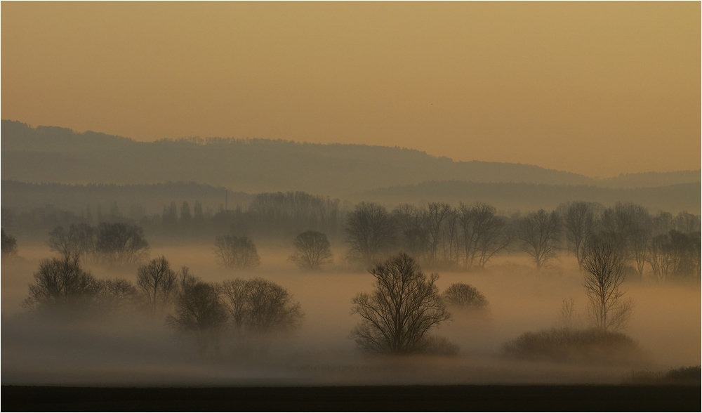 Nebel im Ried