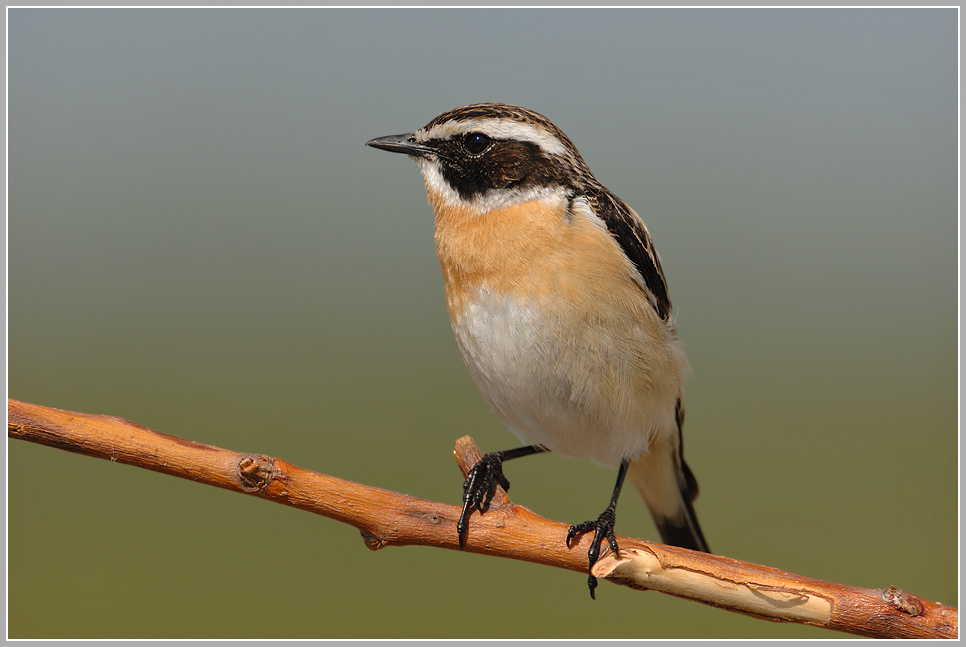 Braunkehlchen (Saxicola rubetra)