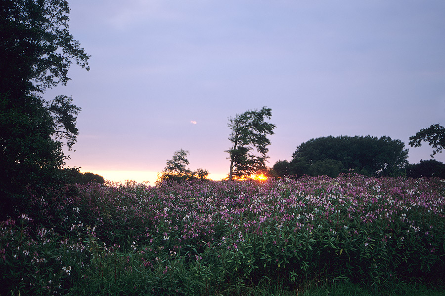 Abendstimmung in der Emsaue